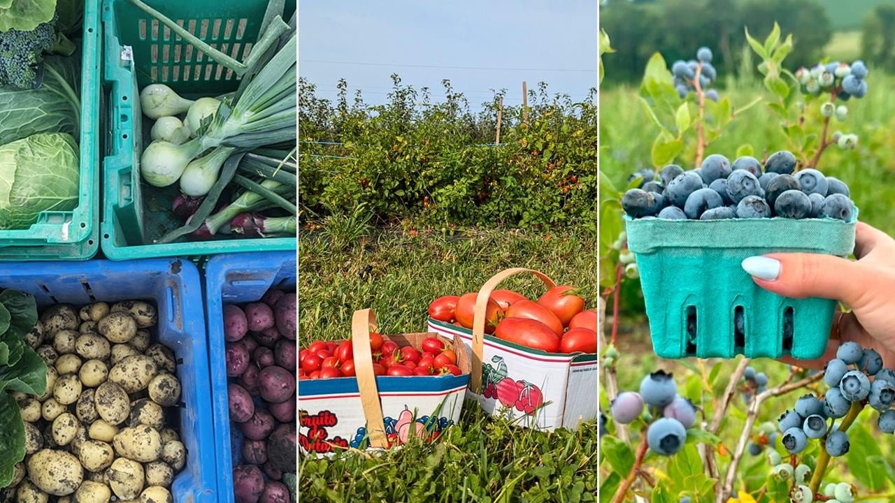 Left: top down view of crates filled with freshly harvested root vegetables; center: 2 boxes of tomatoes in a farm setting; right: a hand holding a pint of blueberries in front of blueberry bushes.