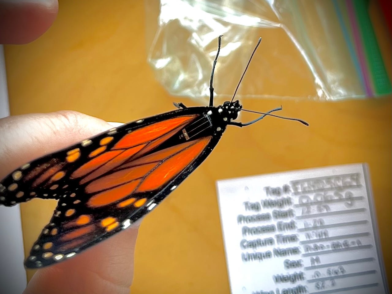 default-91 Close-up of a monarch butterfly's wing and antennae with a small rectangular tag visible near the thorax and a data card in the background.